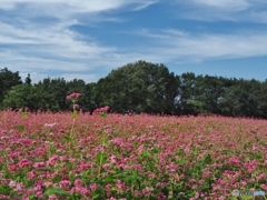 あか蕎麦の花