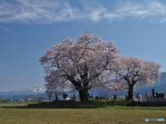 一ノ堰の種蒔き桜 １