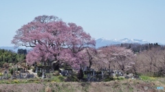 弘法桜