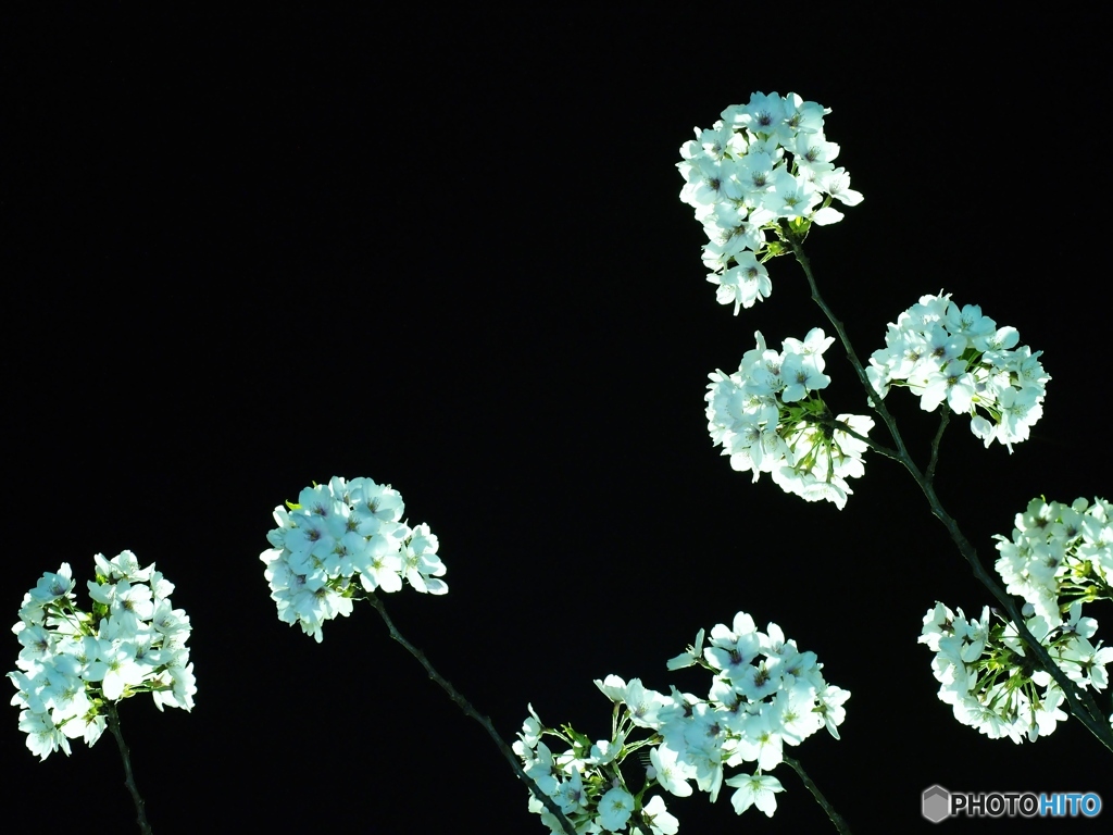 夜桜