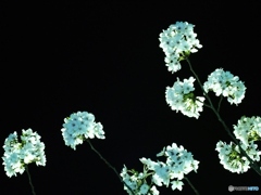 夜桜