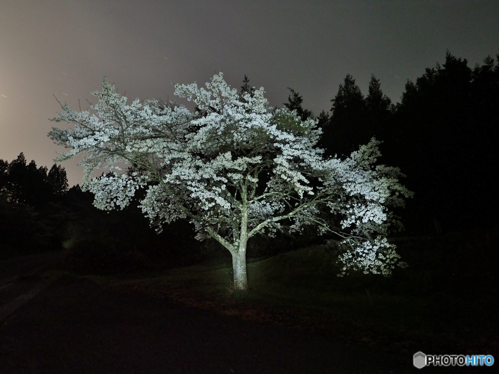 道路わきの桜