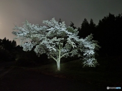 道路わきの桜