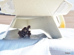 トラが落としたハチの巣