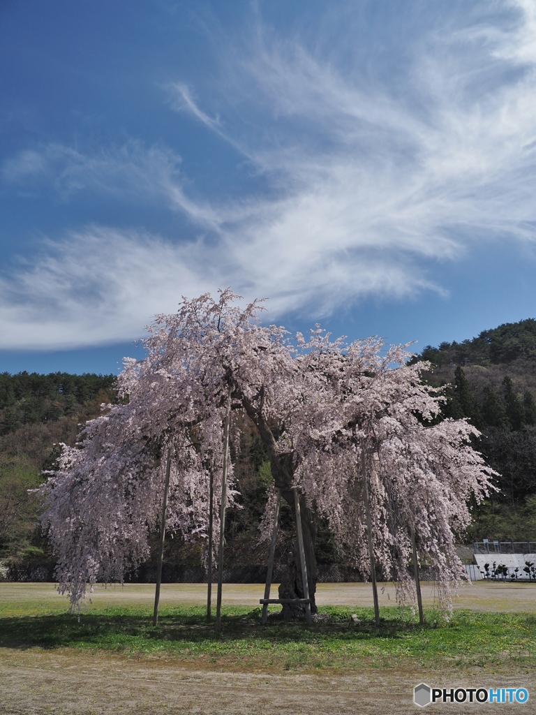 校庭の桜
