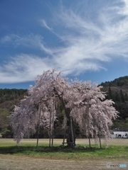 校庭の桜