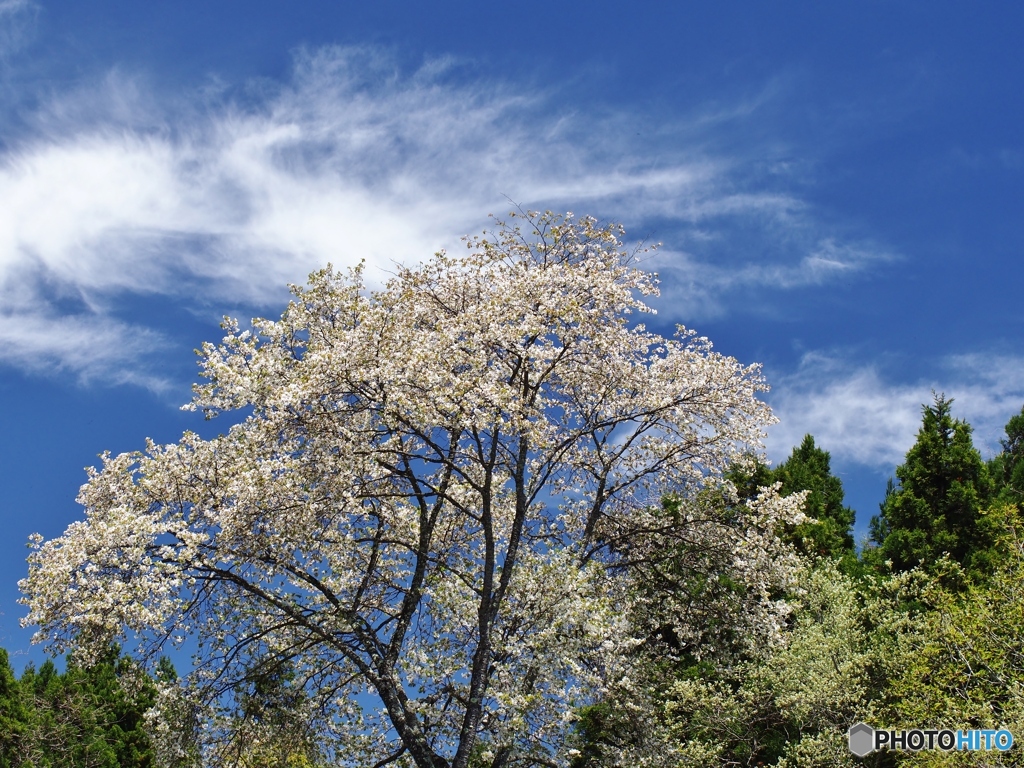 青空と桜