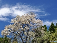 青空と桜