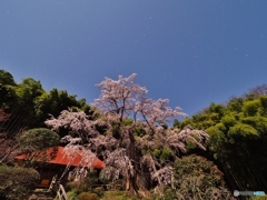 北斗七星と桜