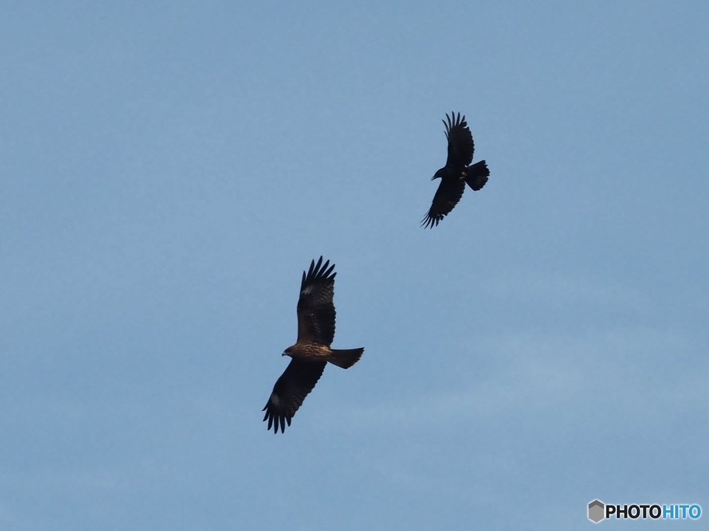 ついて来るなよ！