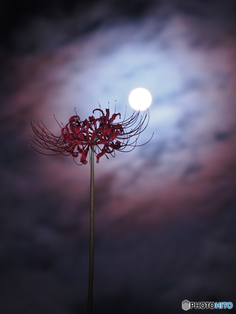 満月の夜　華