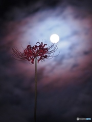 満月の夜　華