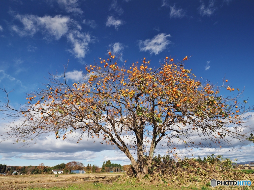 柿　実 （カキみのる）