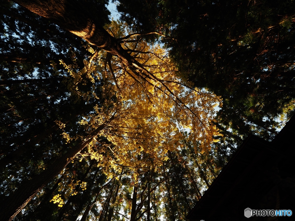 神社のイチョウ