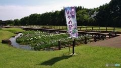 鏡石・あやめ祭り