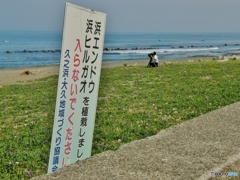 ハマエンドウと浜昼顔
