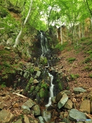 ☘️新緑の季節