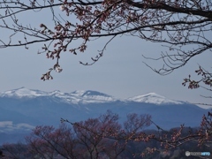 ちらほらと・・・