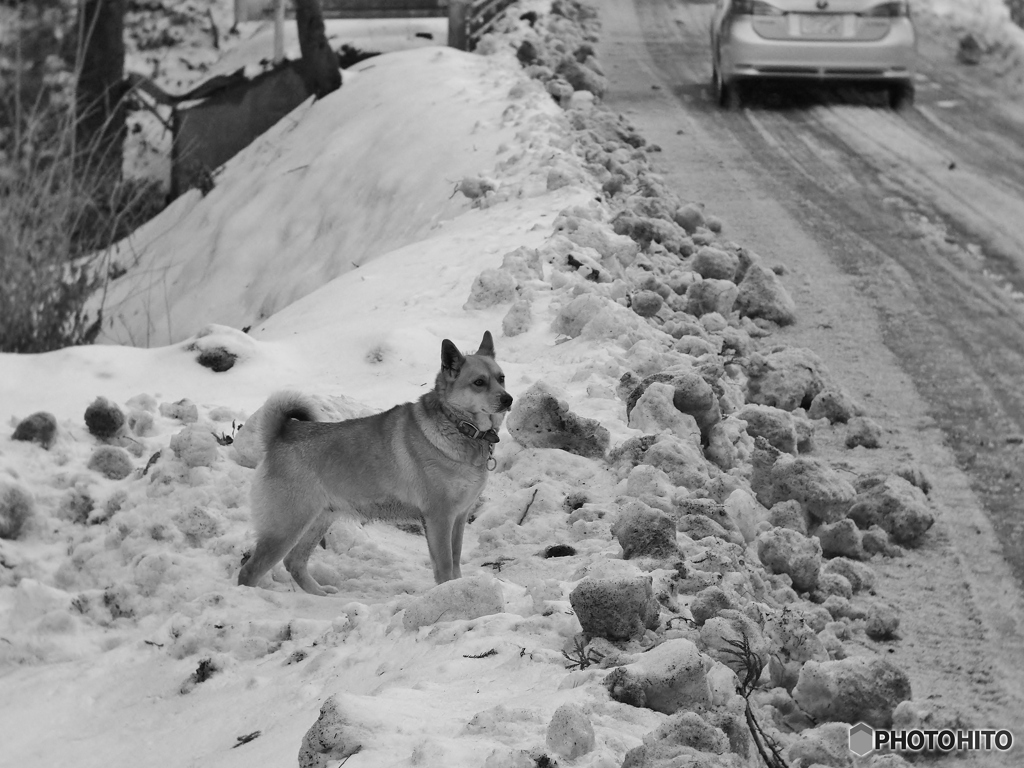 犬