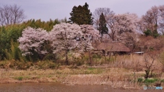 廃墟の桜