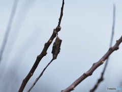 蓑虫（絶滅危惧種）