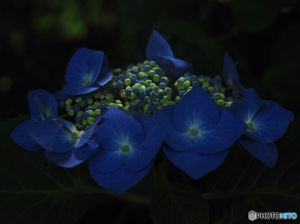 ちょっと紫陽花