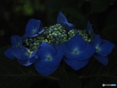 ちょっと紫陽花