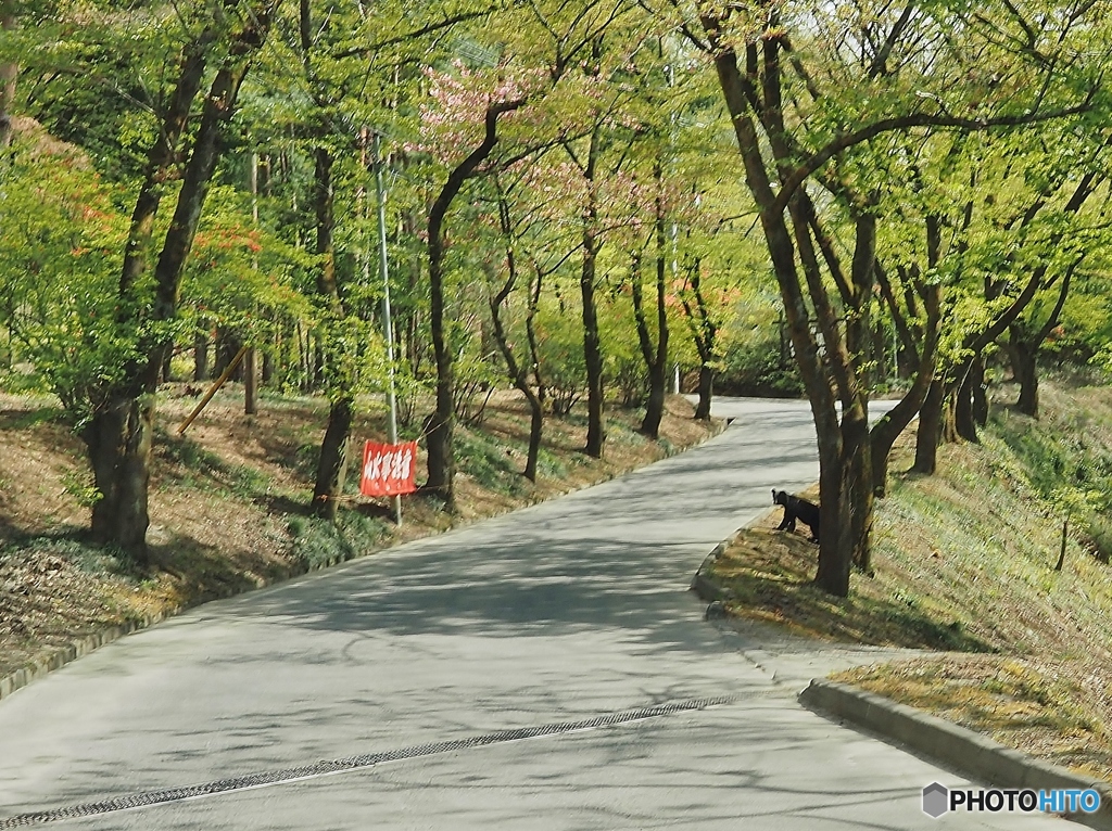 クマとの遭遇！