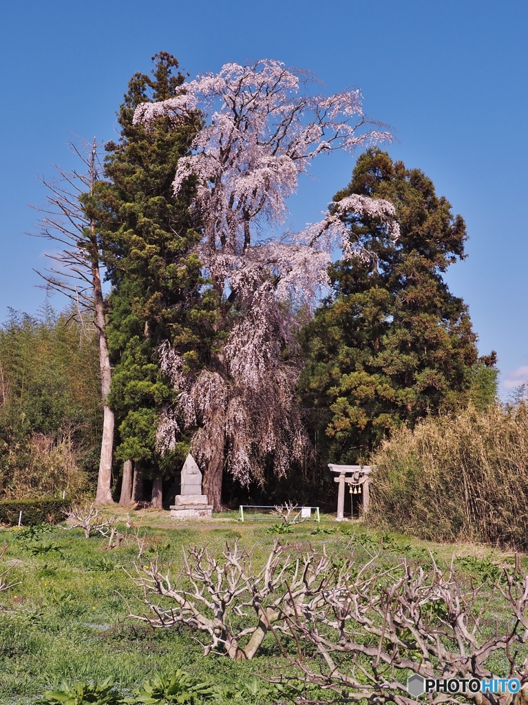 のっぽな枝垂れ桜