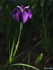 木漏れ日のあやめ