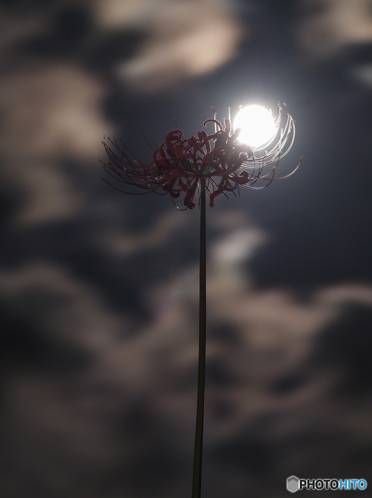 満月の夜　静かに