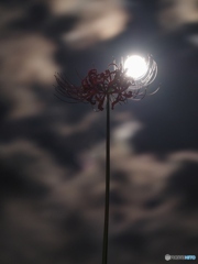 満月の夜　静かに