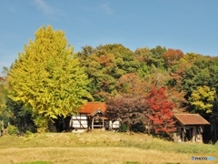 同じお寺の銀杏