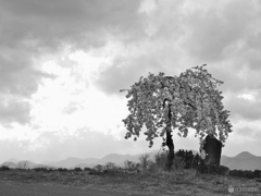 小さなしだれ桜