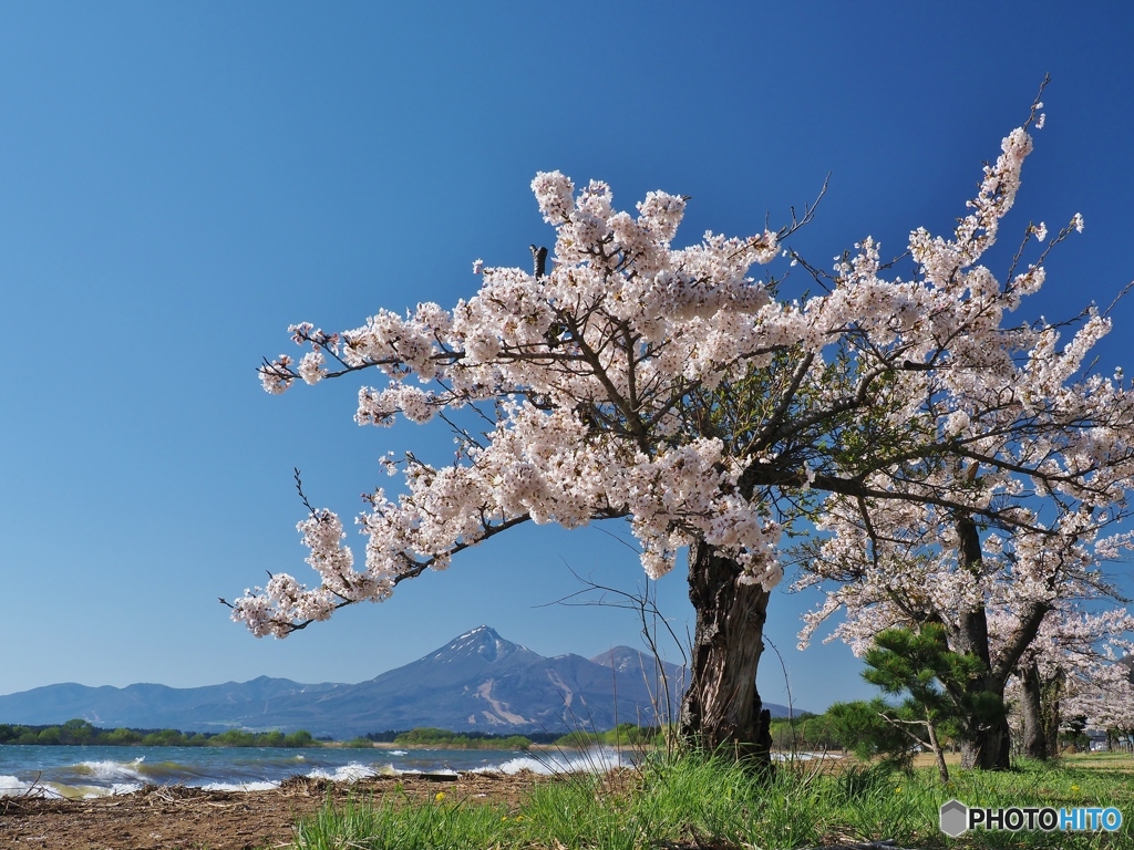 風景と桜