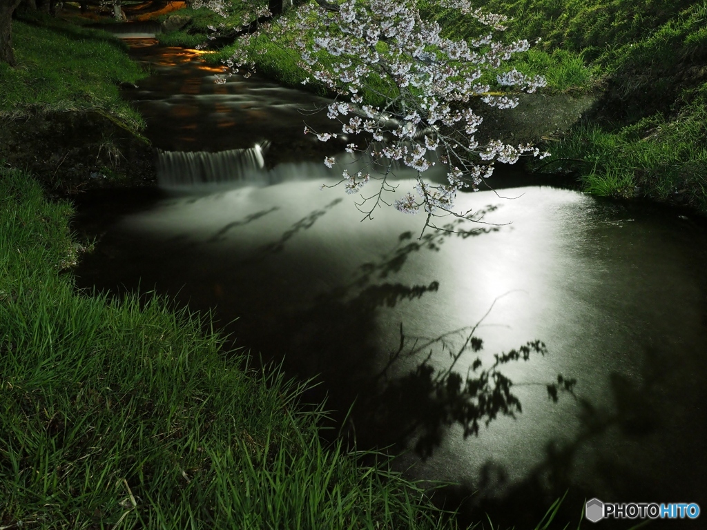 桜の影（観音寺川）