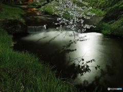 桜の影（観音寺川）