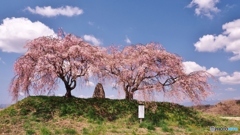 ２本のしだれ桜