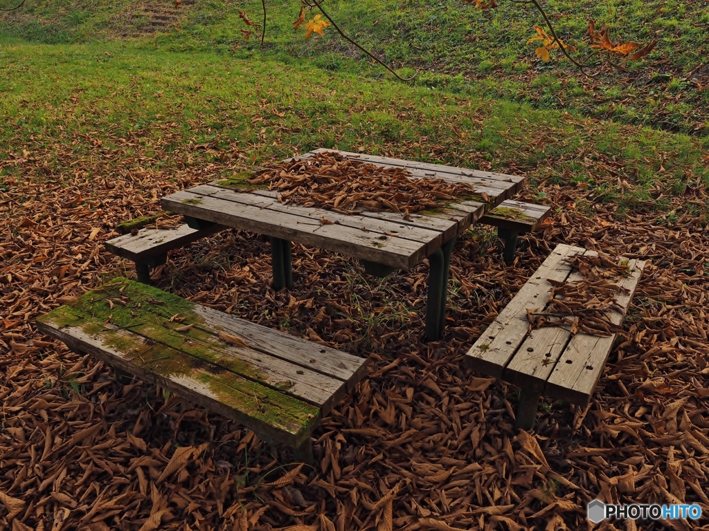 今日のメインディッシュは？