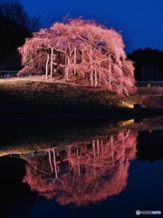 11年前の「東和の地蔵桜」
