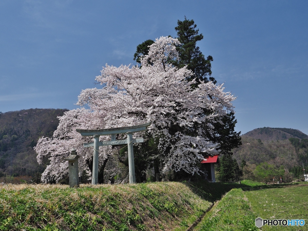 神社の桜