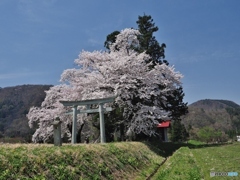 神社の桜