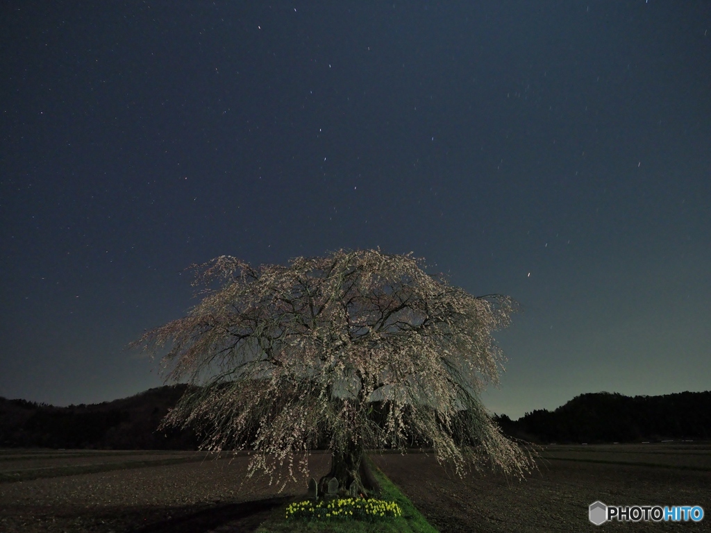 しだれ桜と北斗七星
