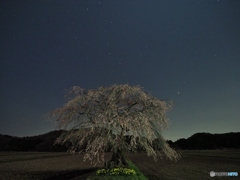 しだれ桜と北斗七星