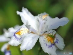 シャガと花蜘蛛