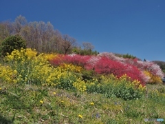 お庭の花