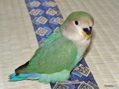 コザクラインコのクーちゃん