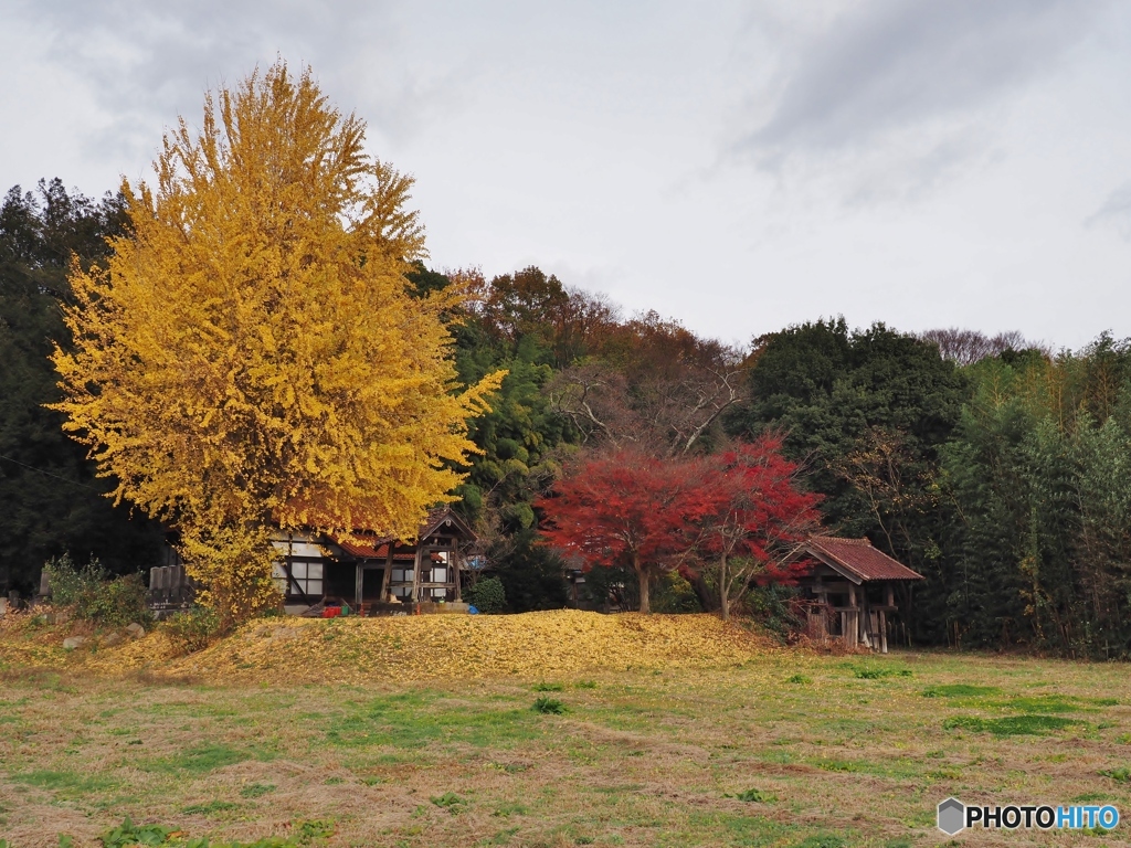 お寺の御神木