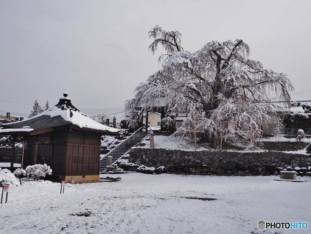 しだれ桜に花が咲く
