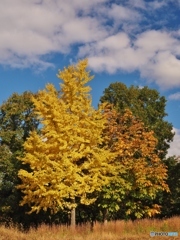 黄葉もいいよね。